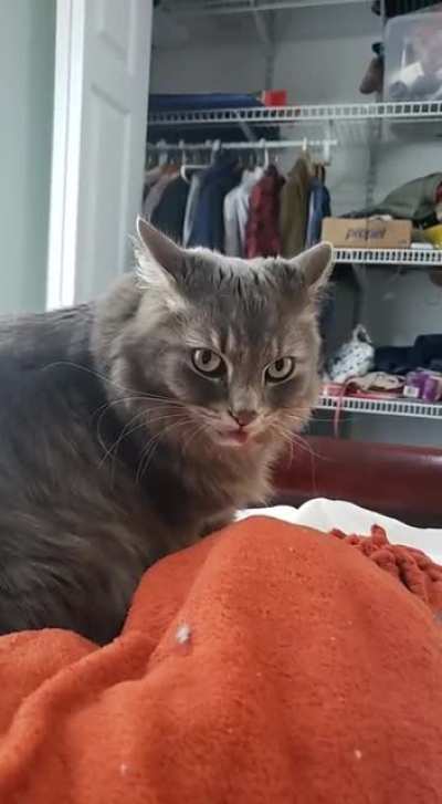 Котик