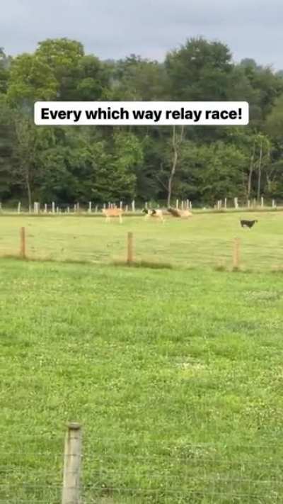 It&rsquo;s the Sanctuary Olympics at Lancaster Farm Sanctuary in Pennsylvania