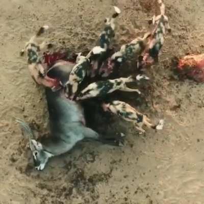 Painted dogs (painted wolves) scoredddd. By the looks of it, this poor victim has been feasted on for a good minute and still hasn&rsquo;t croaked..