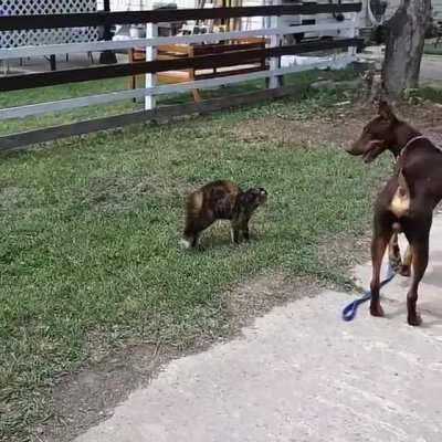 Cat Ambushes My Dog On His Walks.