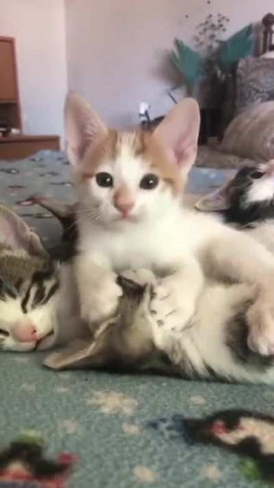 Лизь