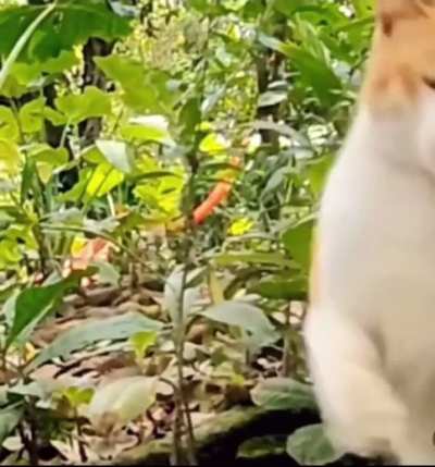 The average cat&rsquo;s reaction time is approximately 20-70 milliseconds, which is faster than the average snake&rsquo;s reaction time, 44-70 milliseconds.