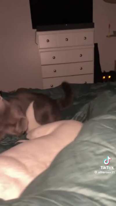 Hopping on the bed and causing WW3