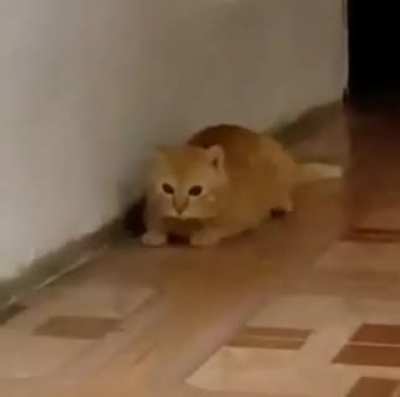 The vet visit&rsquo;s gonna be expensive