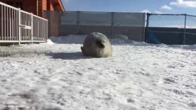 Bouncy fat seal
