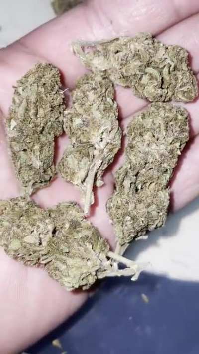 Is this good weed dealer said it&rsquo;s the best he&rsquo;s got. outdoor paying 250 oz. Wellington