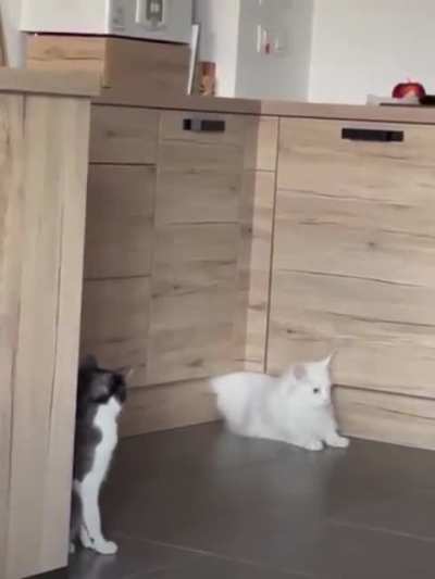 When your best buddy is magical