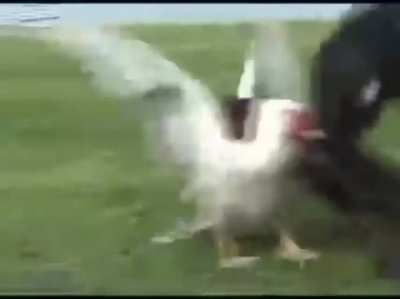 Beyaz t&uuml;rk &ouml;rdeği pkk lı &ouml;rdeğin anasının amına vaklıyor !1!111!!!!!!!1!1!1! (milletimizin bekası i&ccedil;in yayalım arkadaşlar)