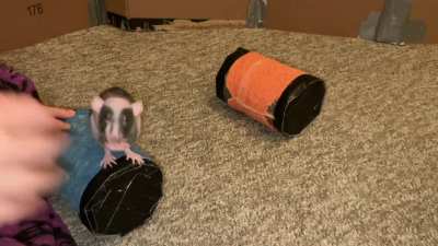 My rat Raisin and her adorable double-barrel walking trick!