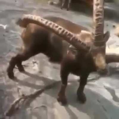 Зачем нужны рога?