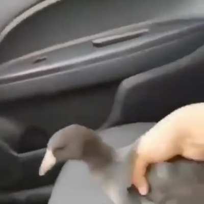 Trying to tame a bird