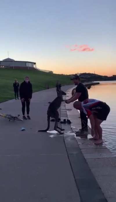 A few cyclists stop to help a Kangaroo that got stuck in a lake in Canberra, Australia&rsquo;s capital city