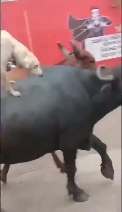Cute doggo