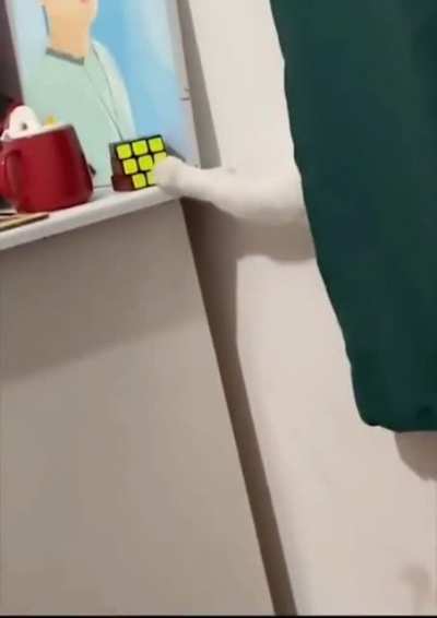 This cat has manners