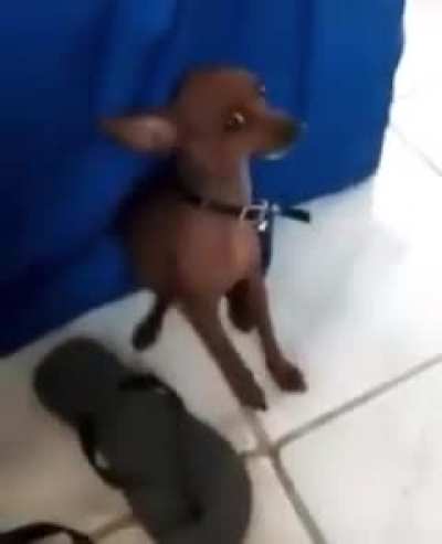 PORRA, CHOCOLATE!