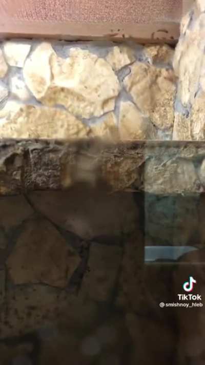 Idiot