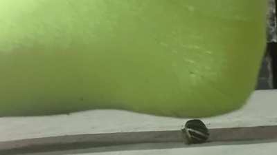 Snail crush 179