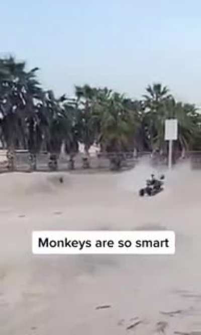 Monkey goin crazy wid it 😮&zwj;💨