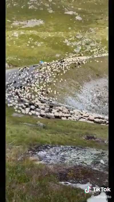 Touches one sheep