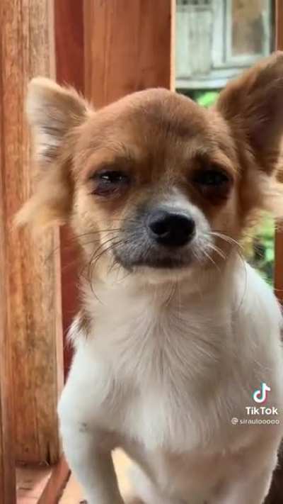 Sad doggo