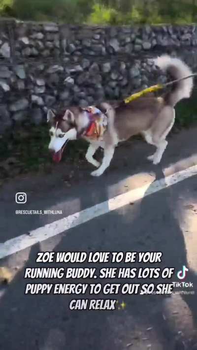 Darling Zoe is in need of a home! 1yrs old and only 48lbs, friendly and gets along well with other dogs. California 11/11