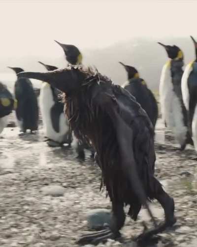Adolescent king penguin