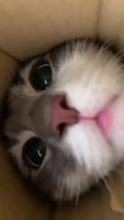 Котики
