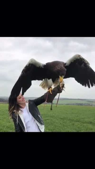 The world&rsquo;s largest eagle! The Steller&rsquo;s Eagle can have a wingspan up to 230 cm!