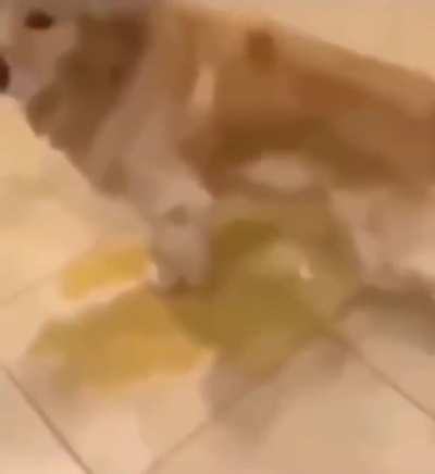 Dog had enough