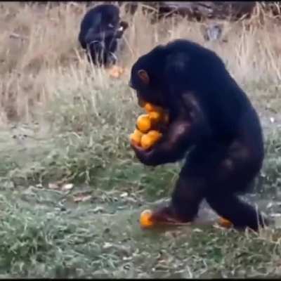 So many oranges