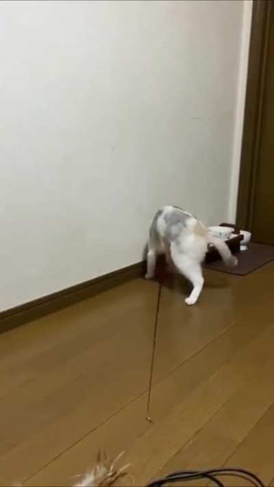 这猫是彻底玩明白了