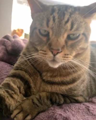 no class. only pet me