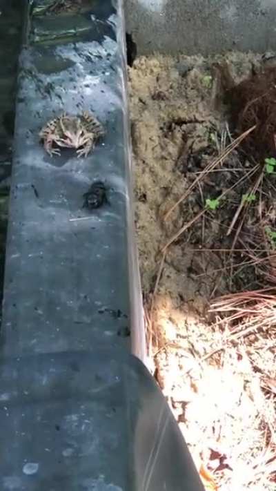 Frog doesn't like the way a beetle tastes, slaps them. Twice.