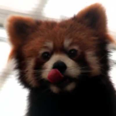 I HAVE A TONGUE TOO SEE!!!!! - "PANDA"