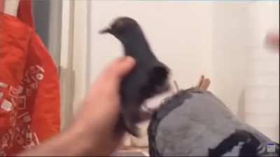 pigeon