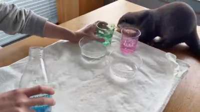 Otters try sparkling water