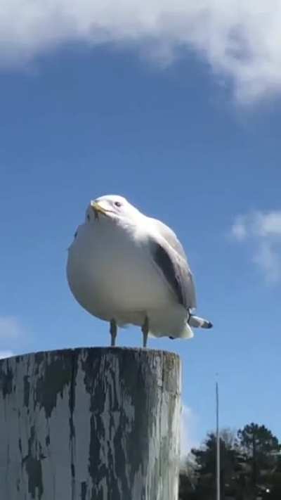 Aaaaaaaaaa
