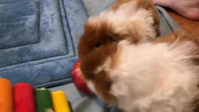 I wanted to shoot a cute apple-eating video, but I forgot the boys hate sharing&hellip;