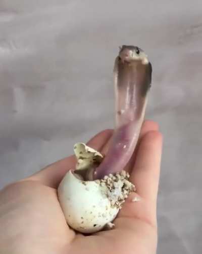 Man holds newly hatched king cobra