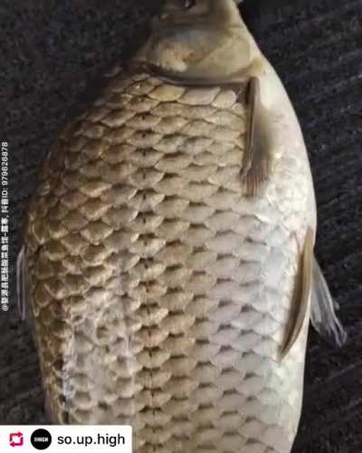 When te desahucian de tu casa y te diagnostican una enfermedad terminal 🅱️ut tencuentras dos peces gozandosela 🤘😎🤙