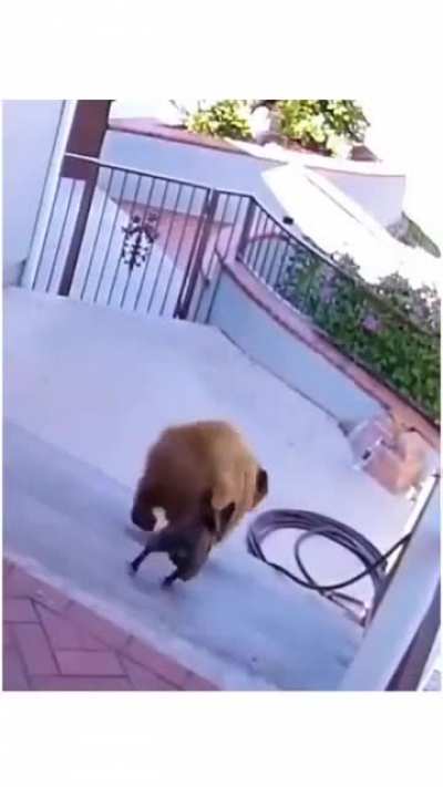 anti-bear pug