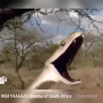 This snake's defence mechanism