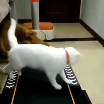 The cats haven&rsquo;t quite figured the treadmill out