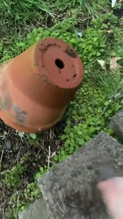 GONK FIND SPYK