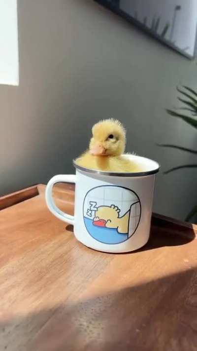 Why did you get in there?