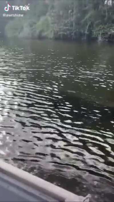 Croc speed