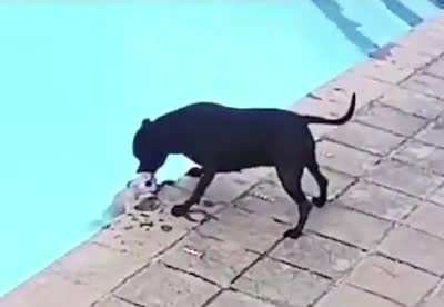 Good doggo
