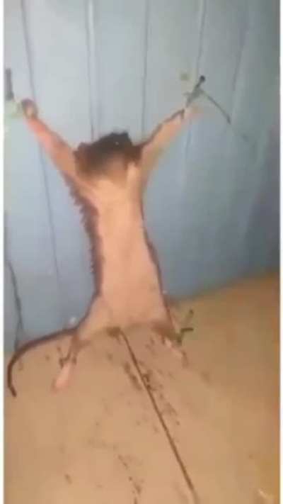 Nude atmazsan fare &ouml;l&uuml;r