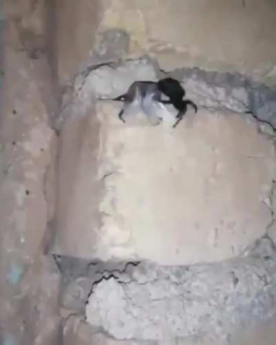 Spider vs Bat 😳