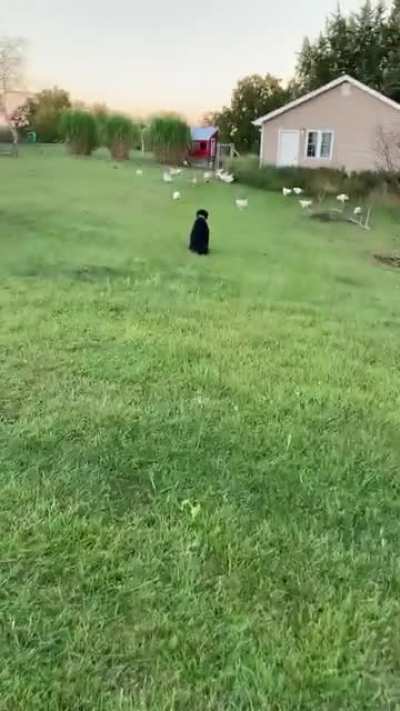 Don&rsquo;t do it Gus!